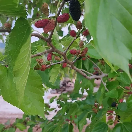 וילה Kallithea Eco-village *