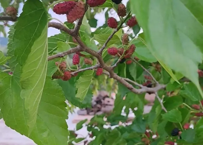 Villa Kallithea Eco-village *