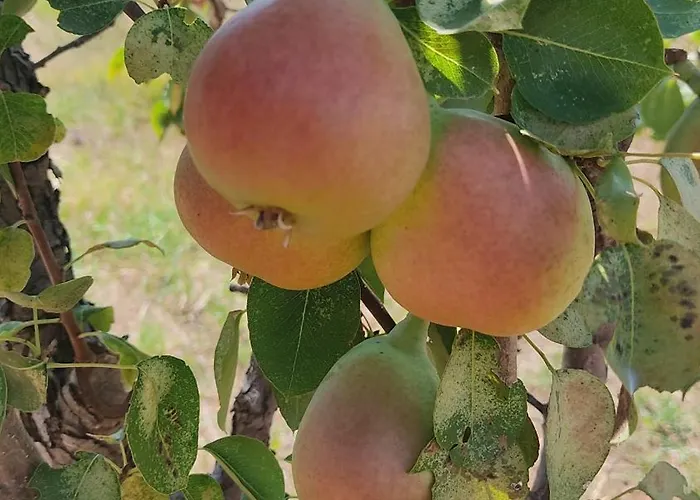 Villa Kallithea Eco-village